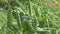 green peas growth at garden bed. sunny day. close up