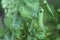 Green peas pods. Organic farm peas. Fresh bio green vegetables.Green peas pods on blurred vegetable garden background