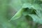 Green peas pods. Organic farm peas. Fresh bio green vegetables.Green peas pods on blurred vegetable garden background.