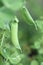 Green peas pods. Organic farm peas. Fresh green vegetables.Green peas pods on blurred vegetable garden background