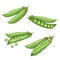Green peas set. Eco farm fresh food. Sweet green pea pods collection. Closed and open. Vector illustrations
