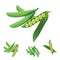 Green peas vegetable vector