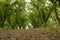 Green Pecan Grove in Autumn