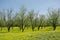 Green Pecan Grove in Spring