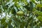 Green pecan nuts growing on tree