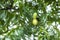 Green pecan nuts growing on tree