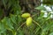 Green pecan nuts growing on tree