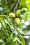 Green pecan nuts growing on tree