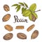 Green Pecan nuts with leaves and dried Pecan nuts isolated on a white background.