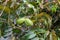 Green pecan nuts ripening on plantations of pecan trees on Cyprus