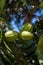 Green pecan nuts ripening on plantations of pecan trees on Cyprus