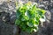 Green pennywort on a stone wall