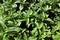 Green peper mint grass texture