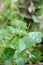 Green Peperomia pellucida plants