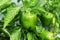 Green pepper or bell pepper on plant