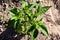 Green pepper bushes growing in the garden