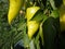 Green pepper in the garden