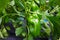 Green pepper growing and blossoming in the garden.