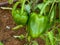 Green pepper growing in the garden. Sweet pepper on the bush. Green paprika on the bush. Unripe paprika.