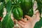 Green pepper in the hands of a farmer. farmer harvests peppers in the garden.Bell pepper harvest.Hand picks green ripe