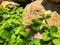 Green pepper mint leaves on the garden with natural sunlight.