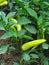 Green pepper plant somewhere in Sri Lanka