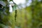 Green pepper plant in Vietnam