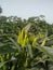 Green pepper plants, Chilli stock footage