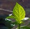 Green pepper seedling leaf lit by the sun