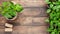 Green pepper seedlings in peat pots on wooden background with copy space