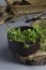 Green pepper seedlings in the rustic bowl on the wooden surface, gardening tools on the background.Vertical shot.Concept of season