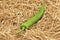 Green pepper with straw. Chilli pepper vegetable on a hay straw