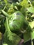 Green pepper in sunny garden