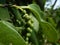 Green peppercorn, Black pepper, Piper nigrum is a flowering vine Piperaceae, kampot