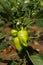 Green peppers on the bush. First fruits