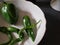 Green peppers and capsicum in a white earthenware dish