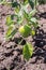 Green peppers growing in garden