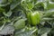 Green peppers growing in greenhouse jordan valley hydroponic