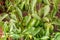 Green peppers ripen on a plant/agriculture green pepper ripens on a plant on a sunny day