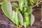 Green peppers ripen on a plant/agriculture green pepper ripens on a plant on a sunny day