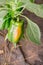 Green peppers ripen on a plant/agriculture green pepper ripens on a plant on a sunny day