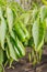 Green peppers ripen on a plant/agriculture green pepper ripens on a plant on a sunny day