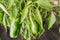 Green peppers ripen on a plant/agriculture green pepper ripens on a plant on a sunny day