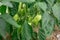 Green peppers and twigs grow in a greenhouse