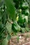 Green peppers and twigs grow in a greenhouse