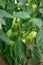 Green peppers and twigs grow in a greenhouse