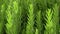 Green perennial rosemary herb close up