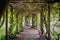 Green Pergola in the garden. Overgrown plants covered with roots inside pergola. selective focus