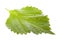 Green Perilla Leaf Isolated