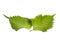 Green Perilla Leaves Isolated